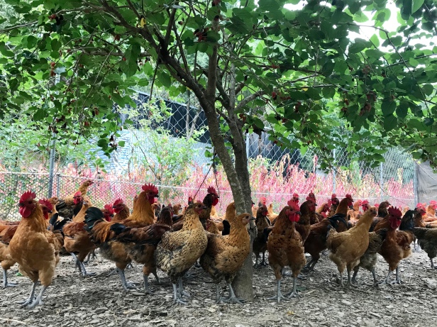 大武-1─林下的大武森雞和紅藜田，實現了林下循環農業