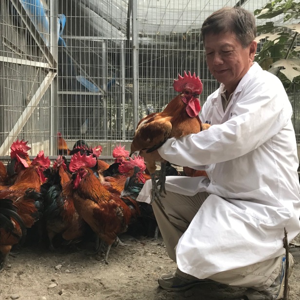 興大─台灣土雞保種三十年，李淵百堅持做好一件事